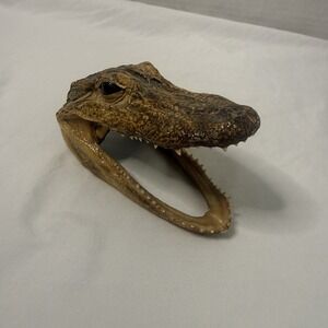 Alligator Head Taxidermy 5" Long Mouth Open With Real Teeth And Skin Gator 🐊